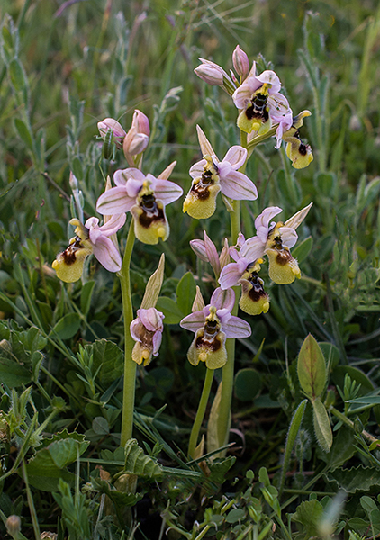 Ophrys tenthredinifera